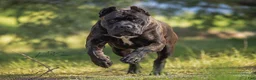 Cane Corso dogs for sale: Female 2 - Ad 2