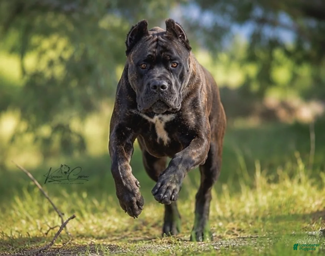 Cane Corso dogs for sale: Female 2 - Ad 2