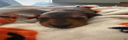 Miniature Dachshund dogs for sale: Teddy - Ad 15