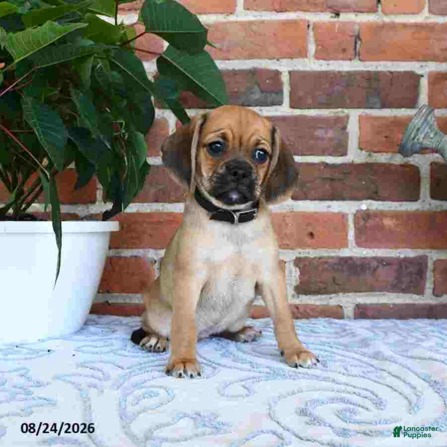 Puggle dogs Star - Ad 2