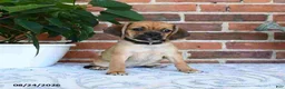 Puggle dogs for sale: Star - Ad 2