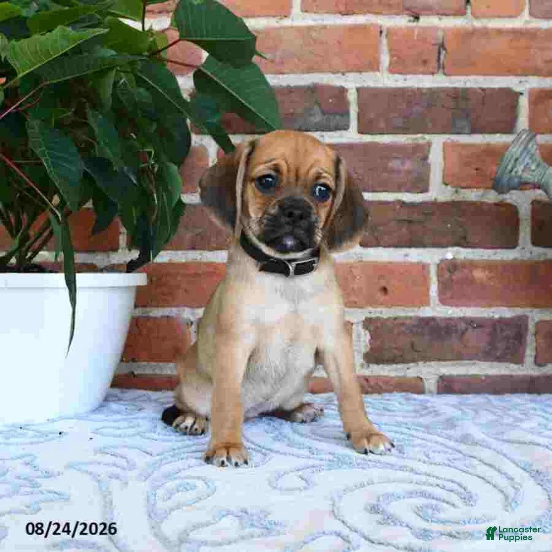 Puggle dogs for sale: Star - Ad 2
