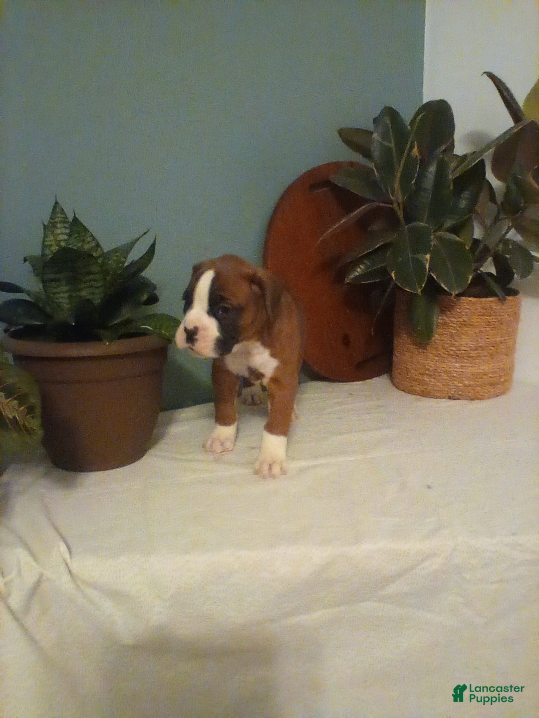 Boxer dogs for sale: Boxer Puppy 2 - Ad 2