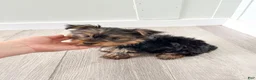 Yorkshire Terrier dogs for sale: Heidi - Ad 6