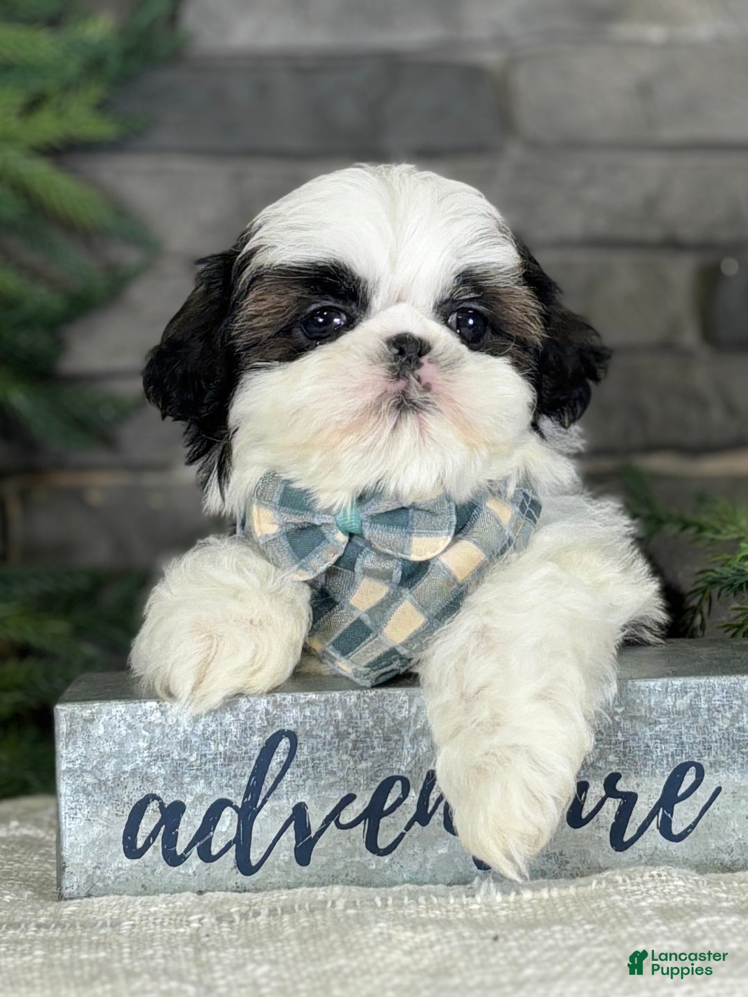 Shih Tzu dogs for sale: Spriggs - Ad 4