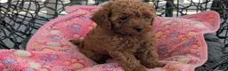 Toy Poodle dogs for sale: Violet  - Ad 6