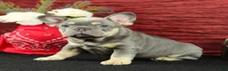 French Bulldog dogs for sale: Barney  - Ad 7