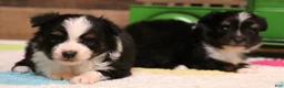 Toy Australian Shepherd dogs for sale:  Genie black-tri female with tail - Ad 4