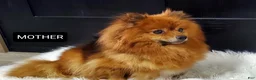 Pomeranian dogs for sale: Ginger - Ad 5