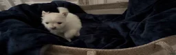 Pomeranian dogs for sale: Linen - Ad 11
