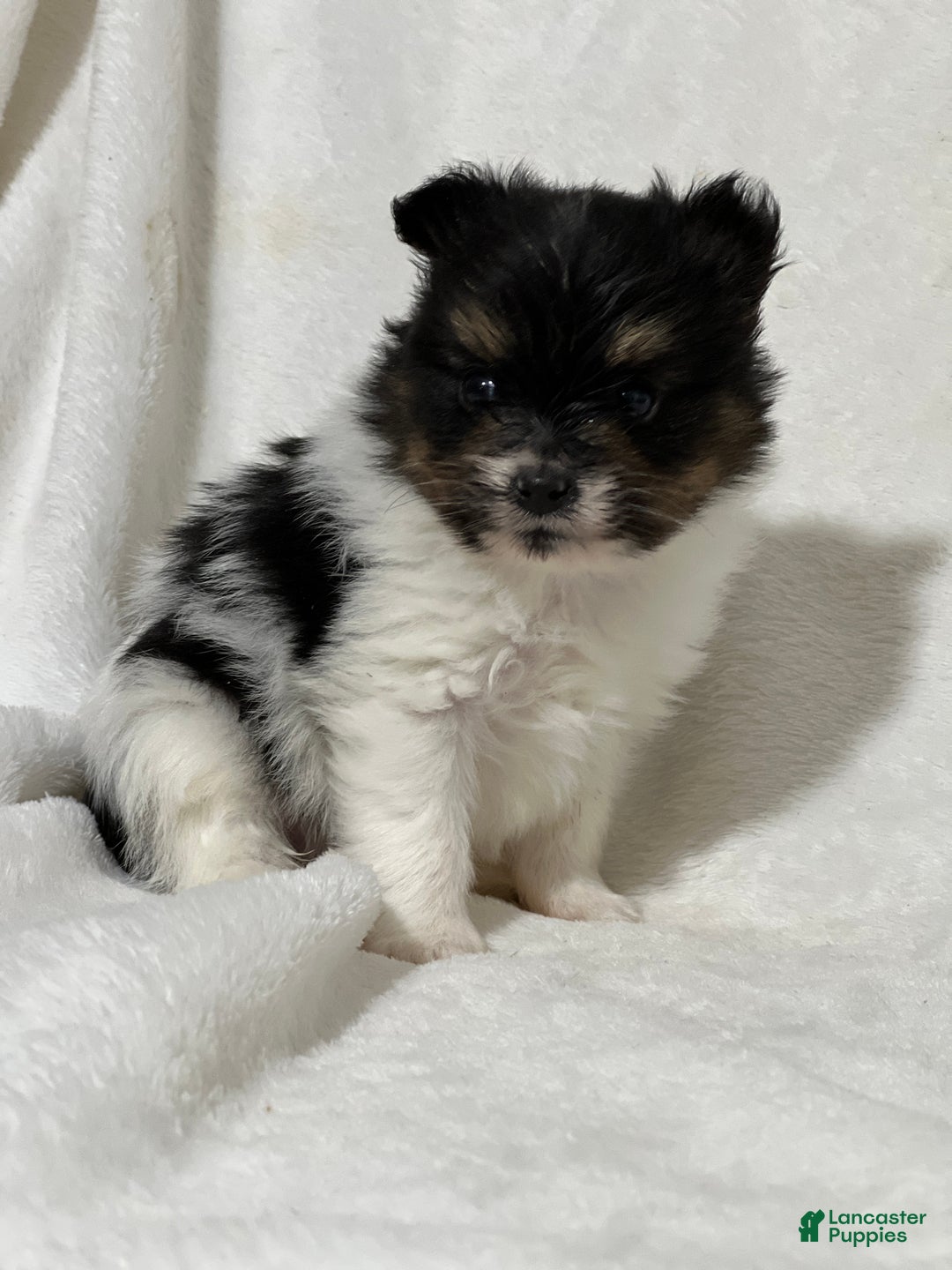 Papillon dogs for sale: Nuggets - Ad 2