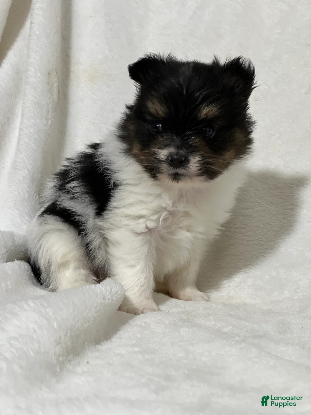 Papillon dogs for sale: Nuggets - Ad 2