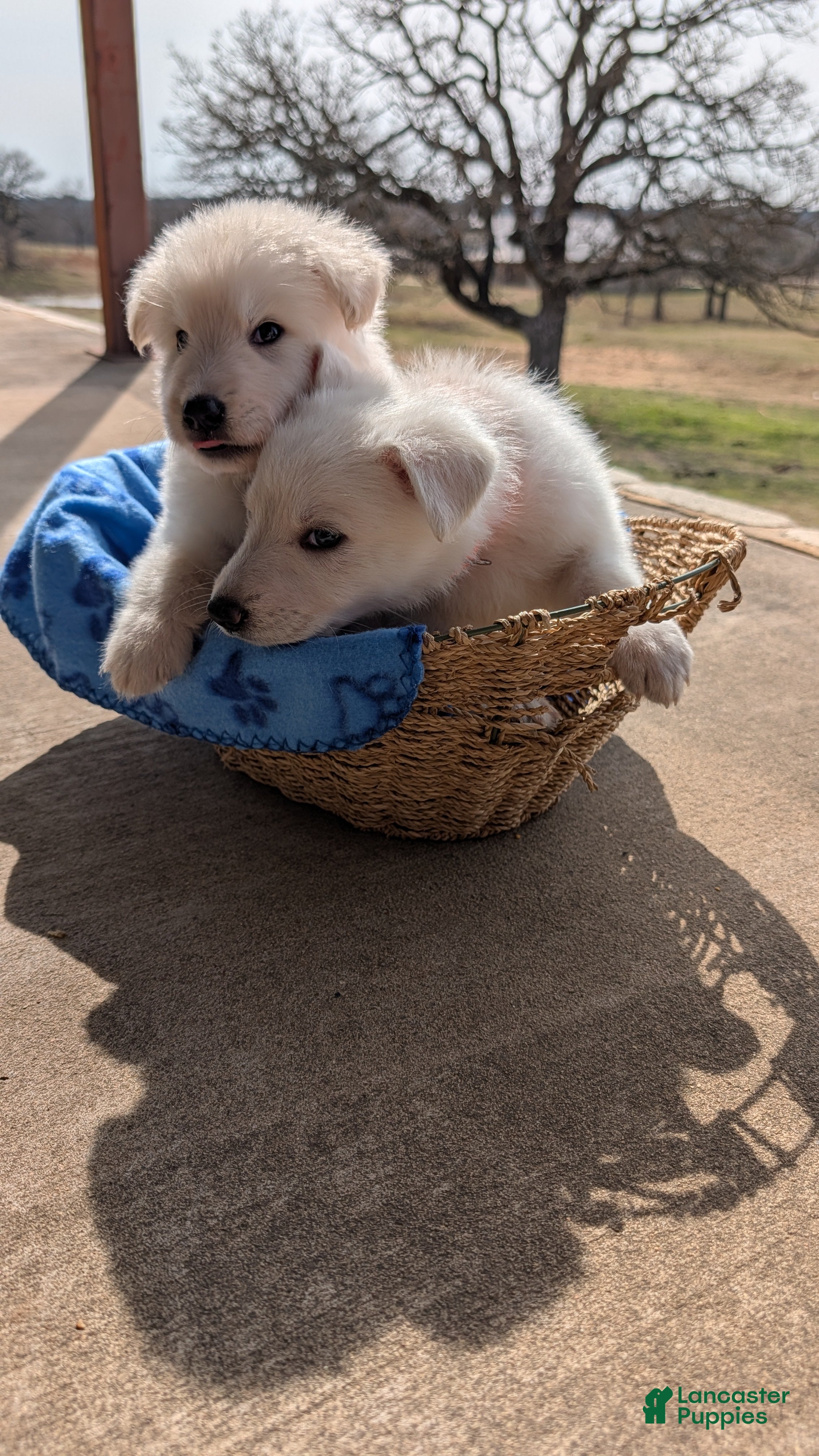 German Shepherd dogs Rainier - Ad 2