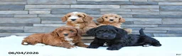 Cockapoo dogs for sale: Maisie - Ad 3