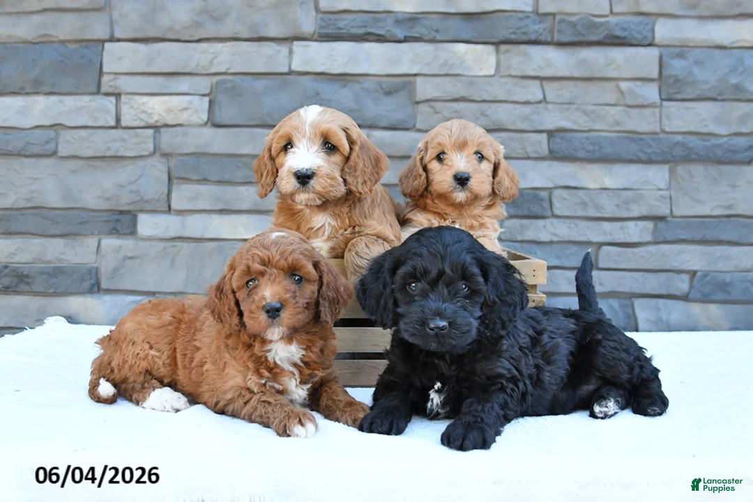 Cockapoo dogs for sale: Maisie - Ad 3