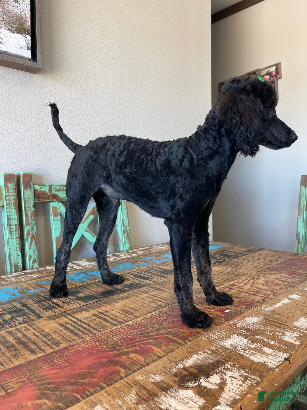 Miniature Poodle dogs for sale: Akc Clear Black Phantom Ellie - Ad 20