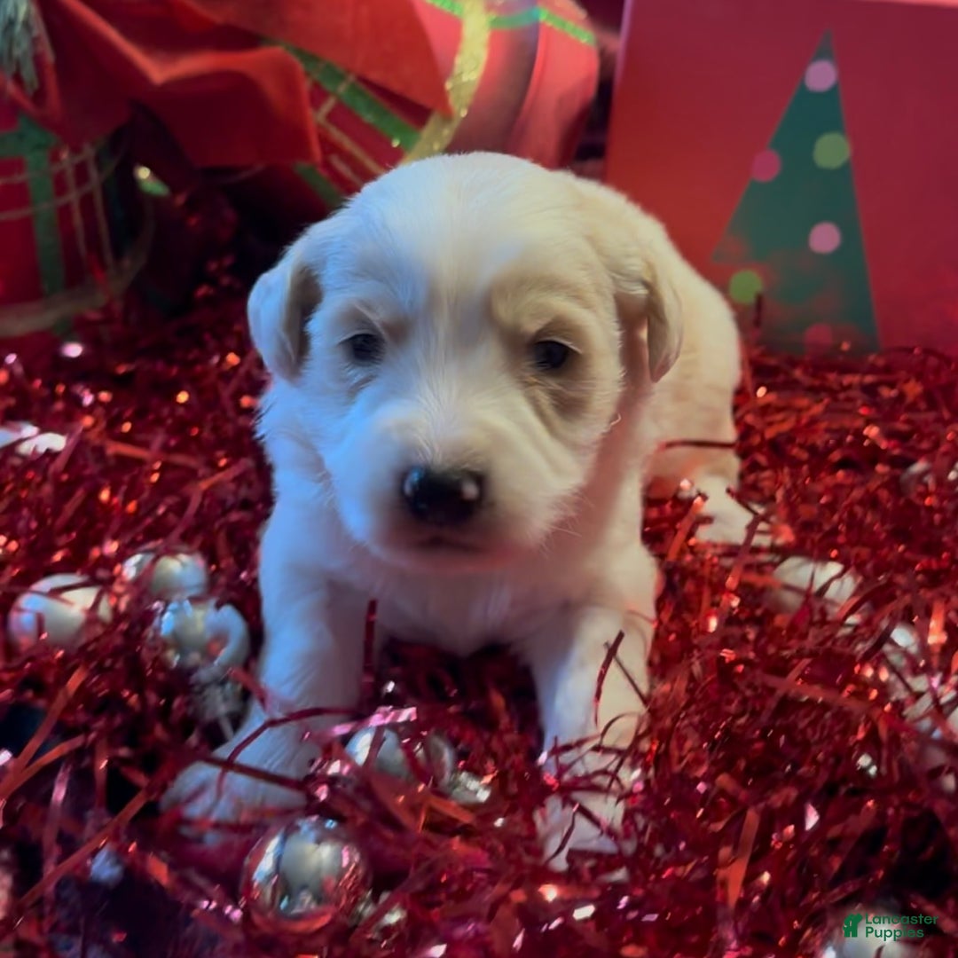 Mini Goldendoodle dogs for sale: Frosty  - Ad 6