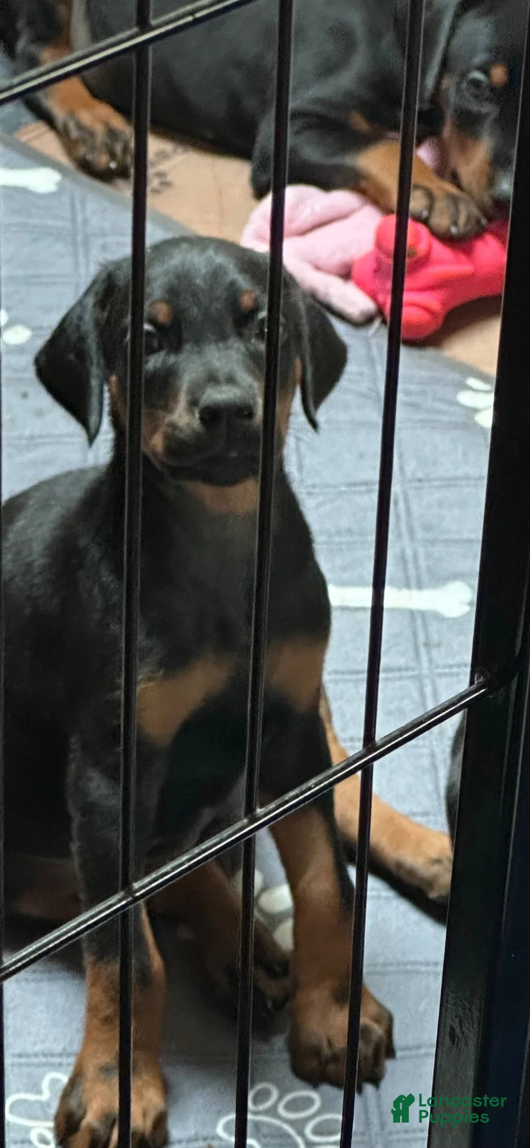 Doberman Pinscher dogs for sale: Doberman Pinscher 3 - Ad 3