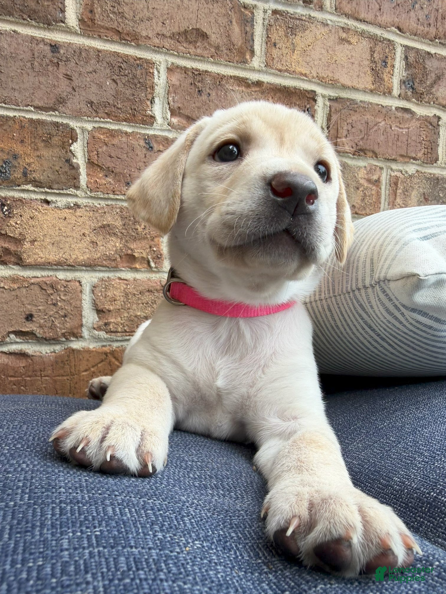 Labrador Retriever dogs Labrador Retriever - Pink Collar - Ad 1