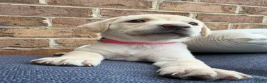 Labrador Retriever - Pink Collar