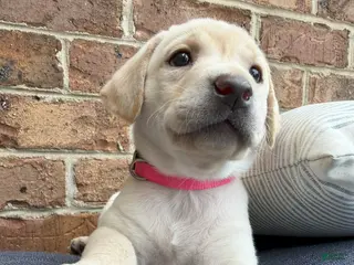 Labrador Retriever dogs for sale: Labrador Retriever - Pink Collar - Ad 3