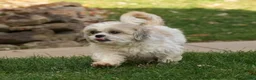 Shih Tzu dogs for sale: Brett - Ad 10