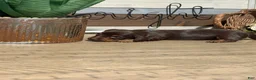 Miniature Dachshund dogs for sale: Cocoa Classic - Ad 3
