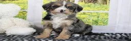 Mini Bernedoodle dogs for sale: Ruby - Ad 4