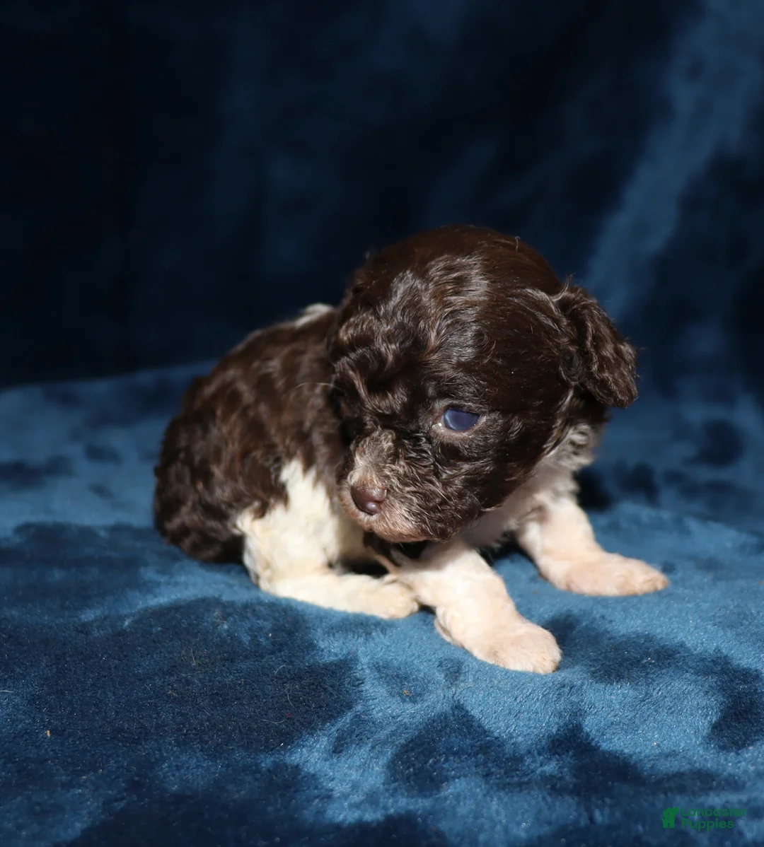 Toy Poodle dogs for sale: Bitsy - Ad 5