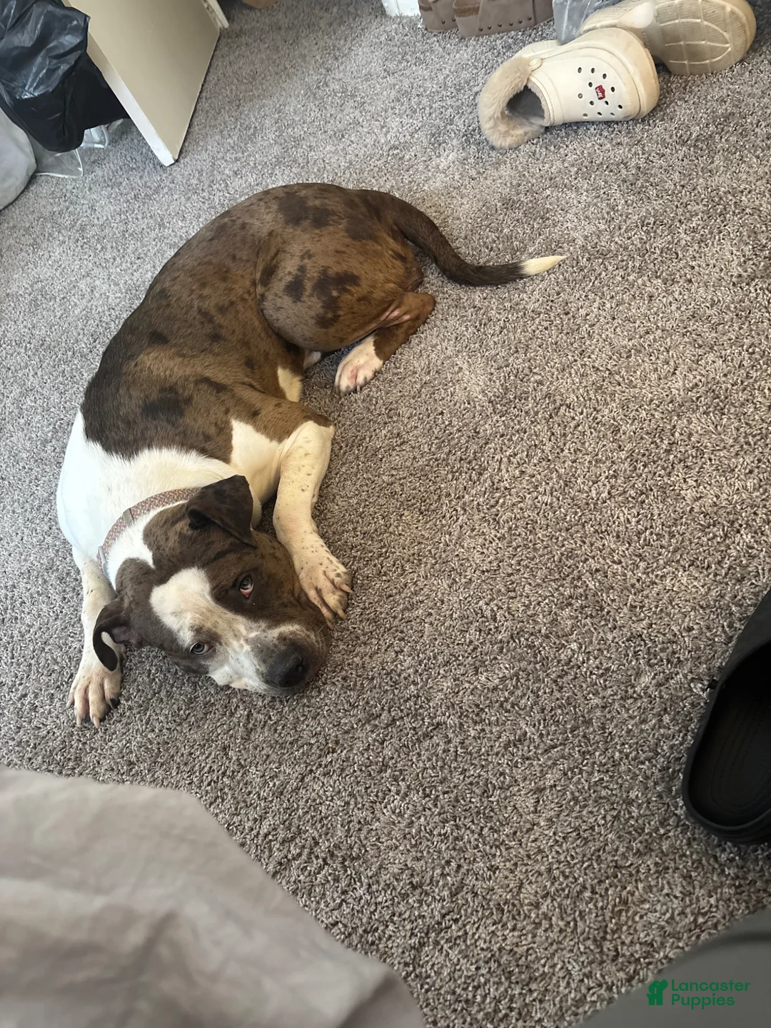American Bully dogs for sale: Baby Dee - Ad 1
