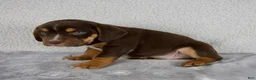 Beabull dogs for sale: Parker - Ad 4