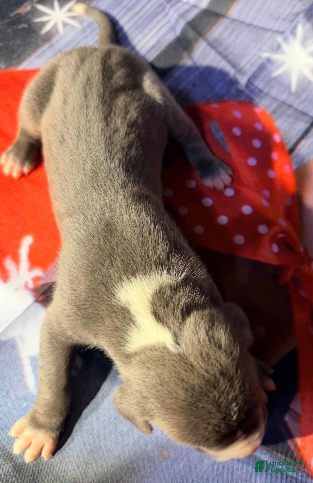 Great Dane dogs for sale: Wyatt - Blue Mantle - Ad 1