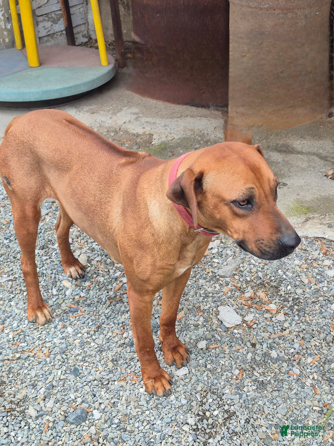 Rhodesian Ridgeback dogs for sale: Kara - Ad 2