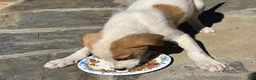 Mixed Breed dogs for sale: Mixed Breed puppy #3 - Ad 5