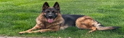 German Shepherd dogs for sale: Diva - Ad 4
