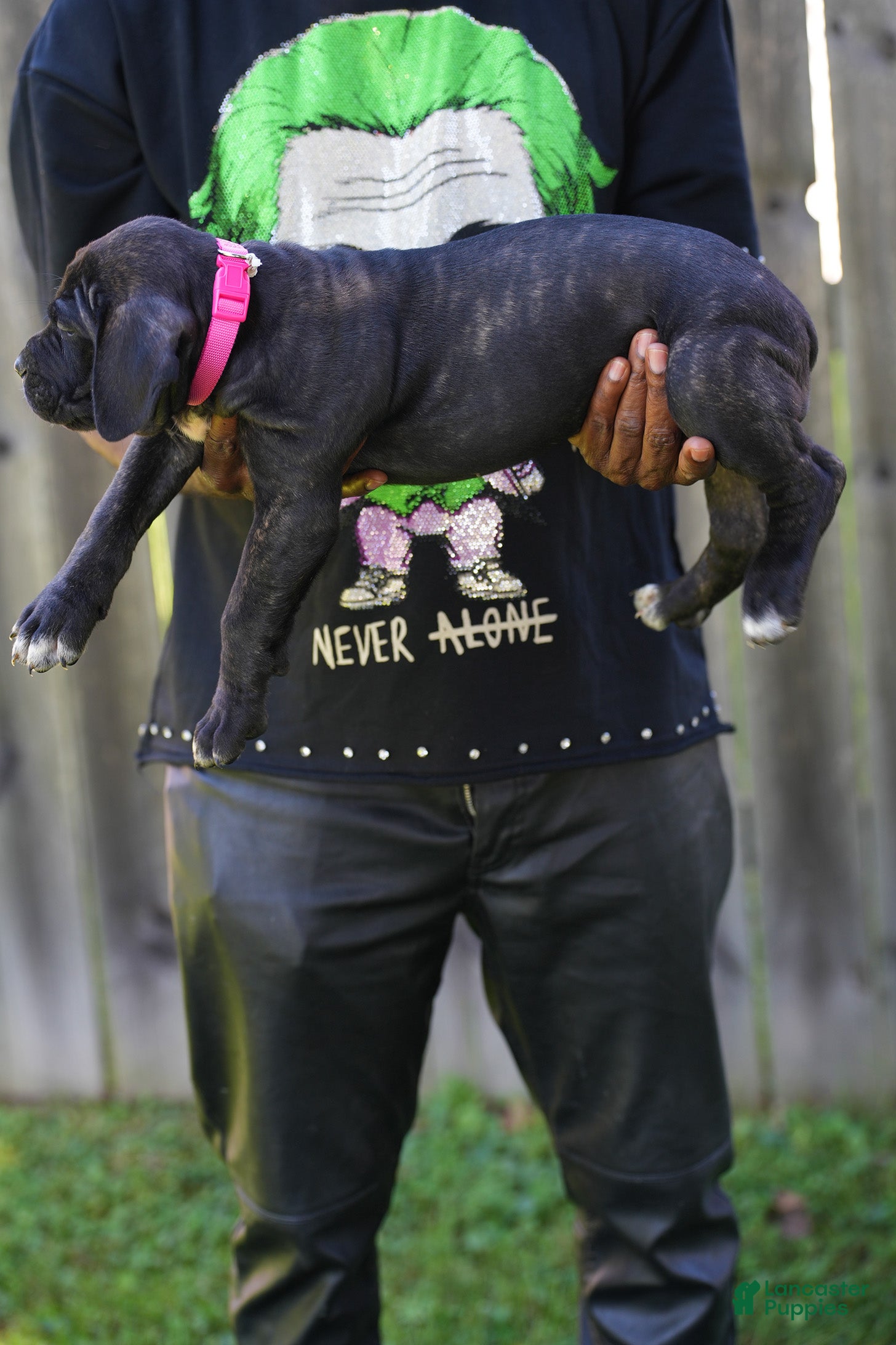 Cane Corso dogs Jean Gray - Ad 2