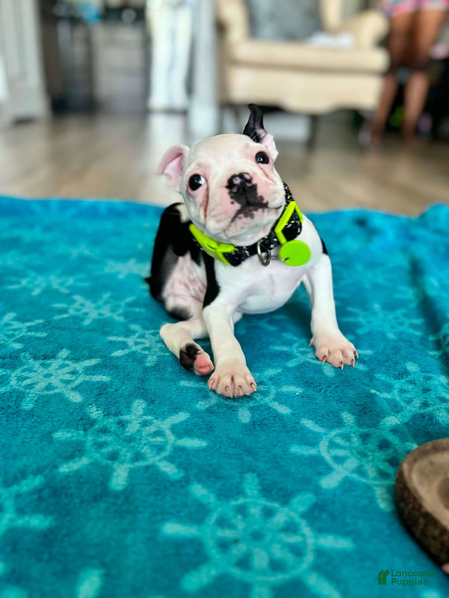 Boston Terrier dogs for sale: Boston Terrier Puppy 1 - Ad 8