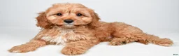 Cavapoo dogs for sale: Murphy - Ad 5
