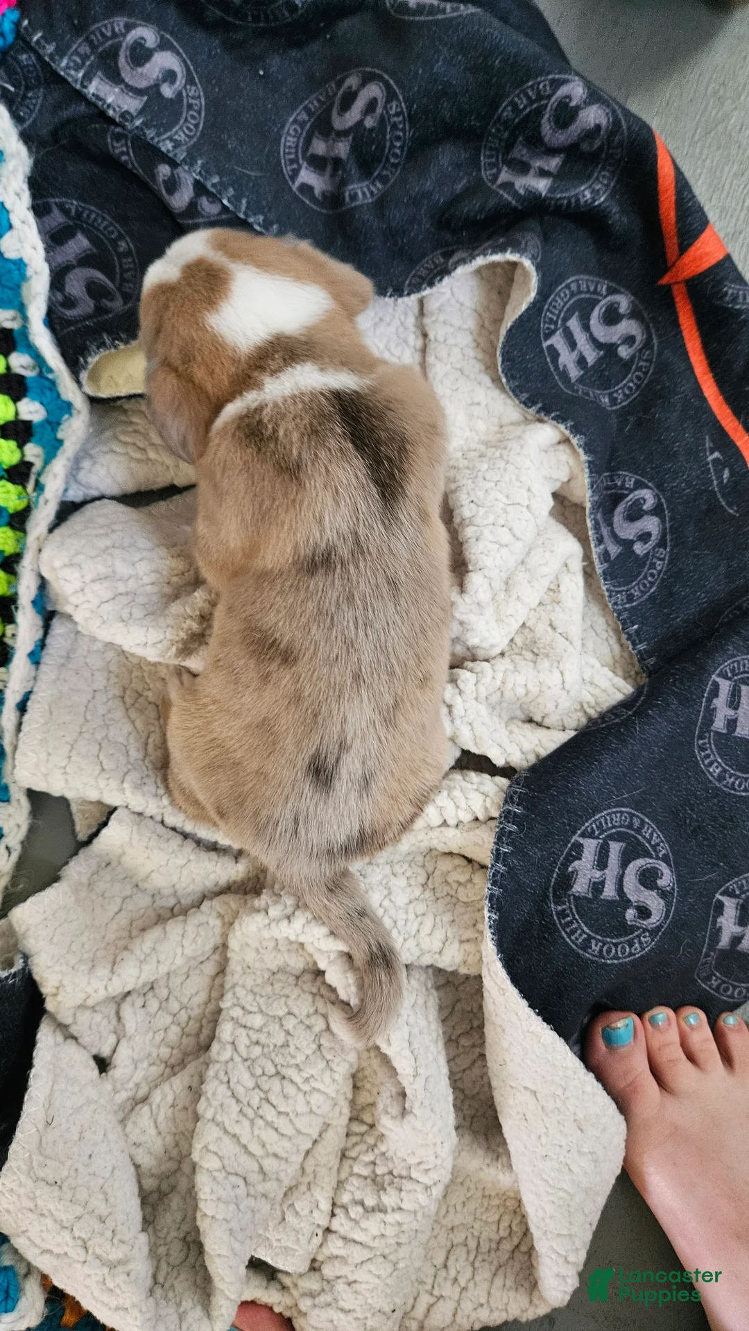 Mixed Breed dogs for sale: Wall-e - Ad 2