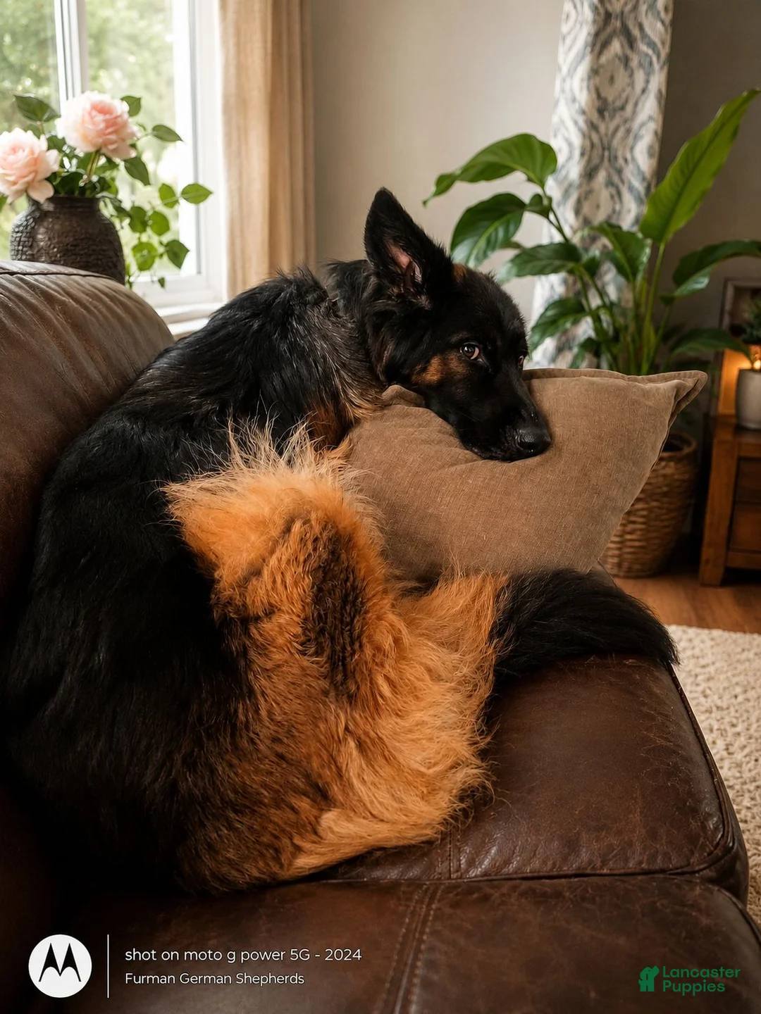 German Shepherd dogs for sale: German Shepherd 5 - Ad 2