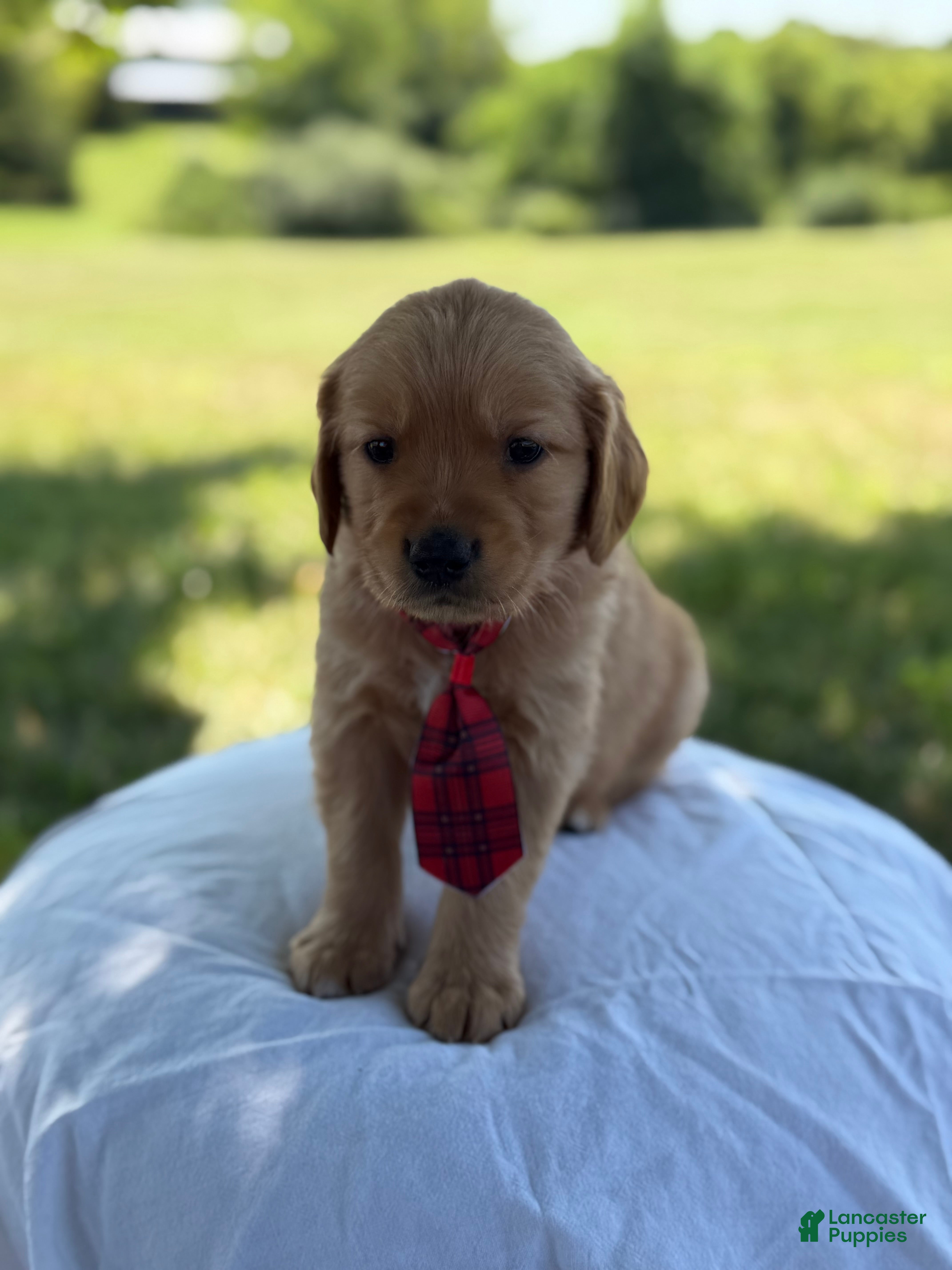 Golden Retriever dogs Jackson - Ad 2