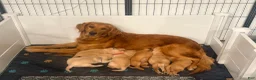 Golden Retriever dogs for sale: Golden Blue Olie - Ad 4