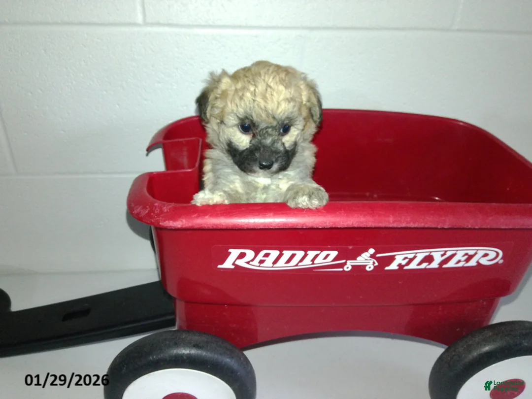 Yorkiepoo dogs for sale: Cara  - Ad 6