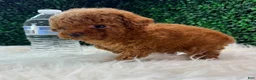 Toy Poodle dogs for sale: Phoenix  - Ad 5
