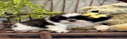 Shih Tzu dogs for sale: AKC SIMON - Ad 4