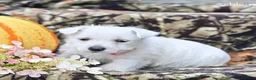 West Highland Terrier dogs for sale: Ashley  - Ad 5