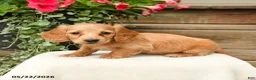 Dachshund dogs for sale: Shasta - Ad 3