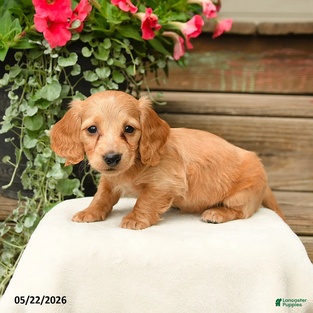 Dachshund dogs for sale: Shasta - Ad 3