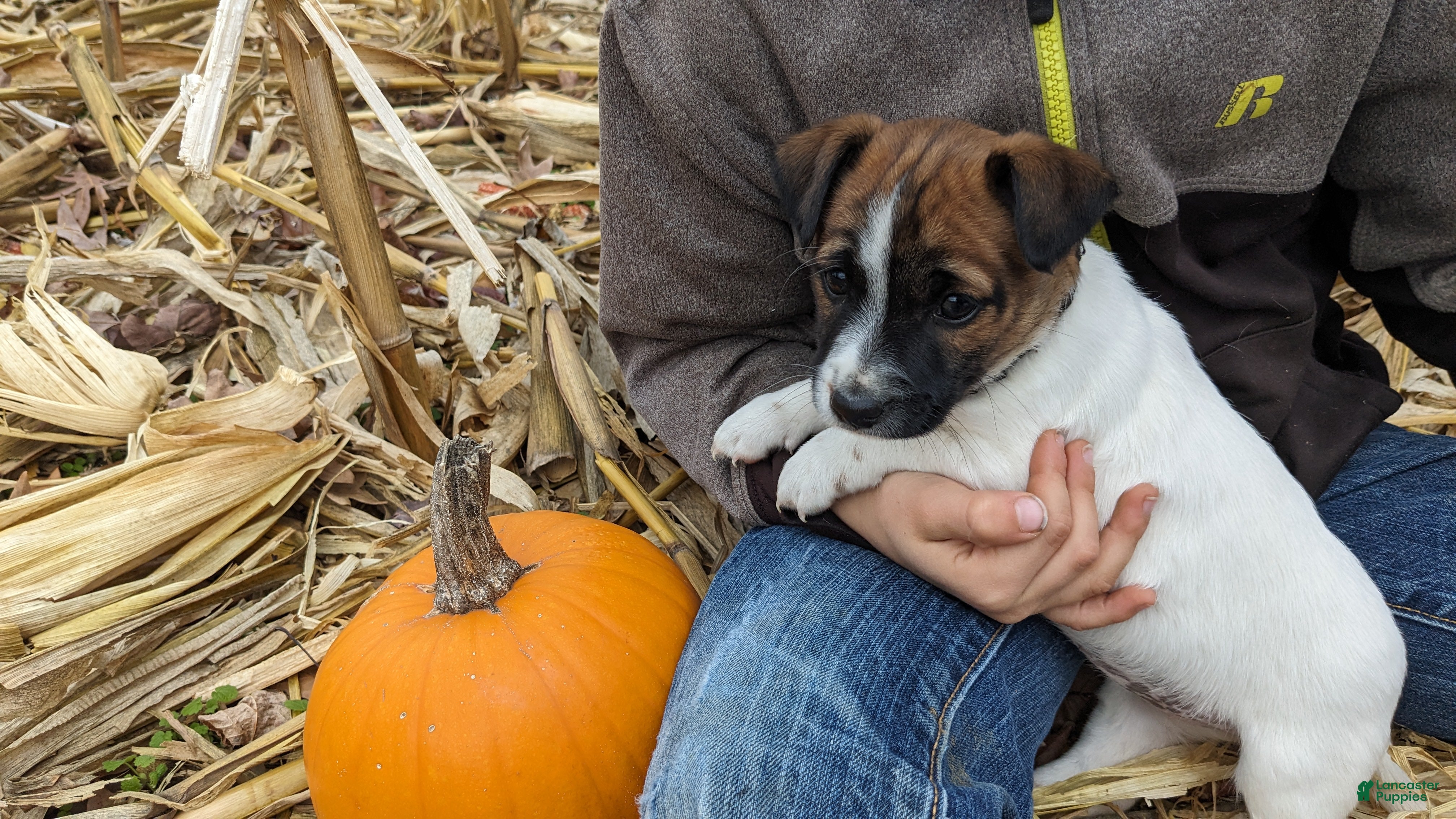 Jack Russell Terrier dogs Snickers - Ad 41