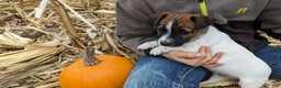 Jack Russell Terrier dogs for sale: Snickers - Ad 1